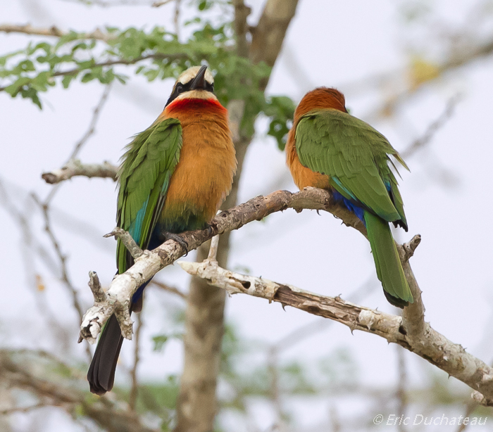 Guêpiers à front blanc (White-fronted Bee-eaters)