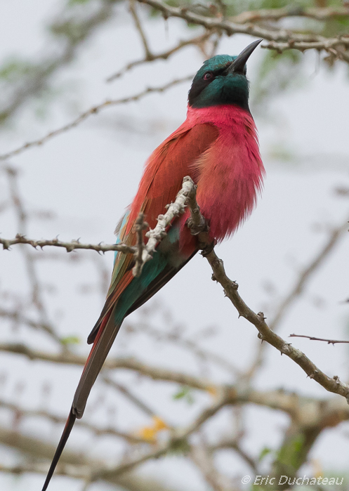 Guêpier écarlate (Carmine Bee-eater)