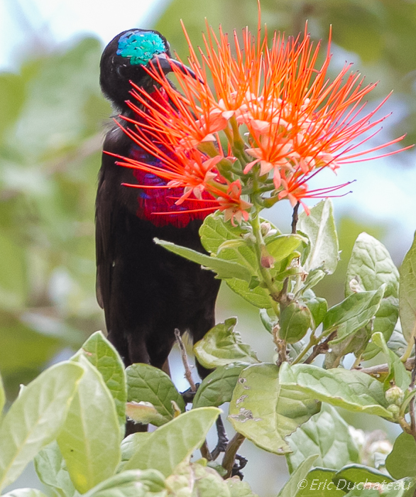 Souïmanga à poitrine rouge (mâle) (Sarlet-chested Sunbird)