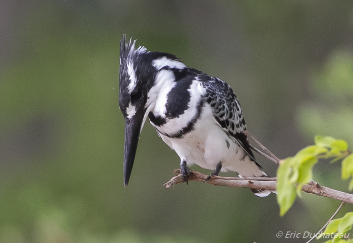 Martin-pêcheur pie (Pied Kingfisher)