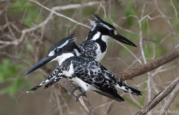 Martin-pêcheur pie (Pied Kingfisher)