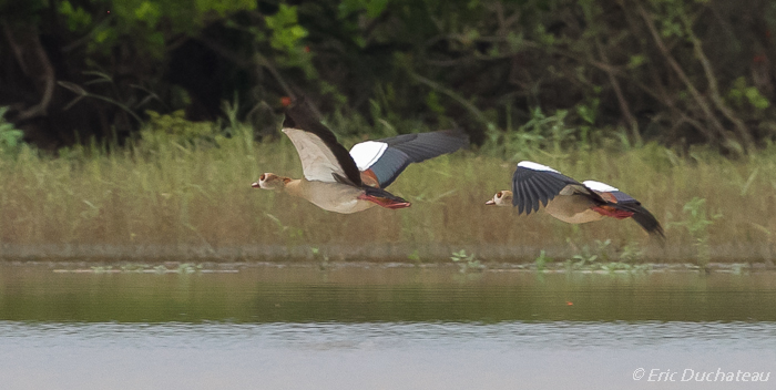 Ouettes d'Egypte (Egyptian Geese)