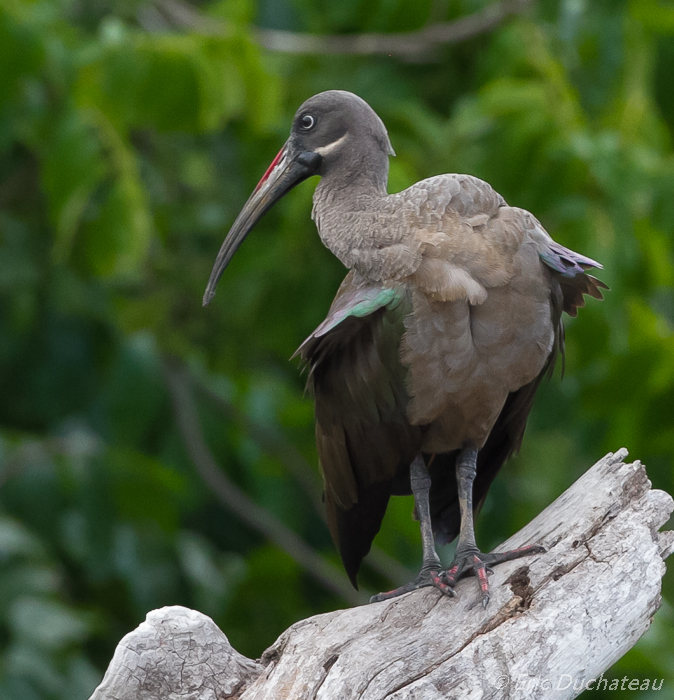 Ibis hagedash (Hadada Ibis)