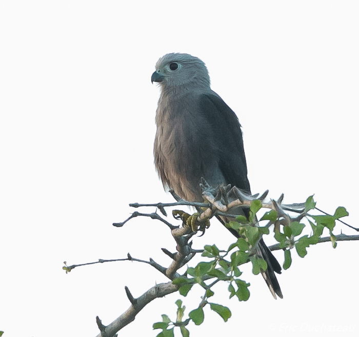 Faucon de Dickinson (Dickinson's Kestrel)