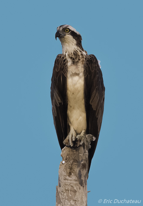 Balbuzard pêcheur (Osprey)