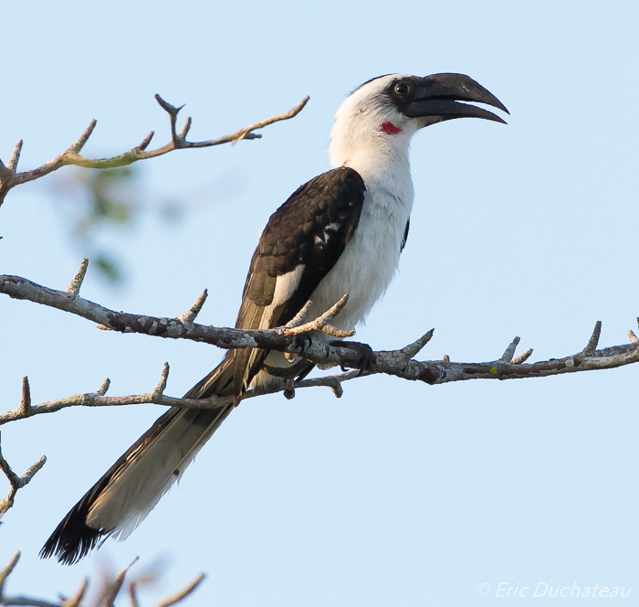 Calao de Decken (femelle) (Von der Decken's Hornbill)