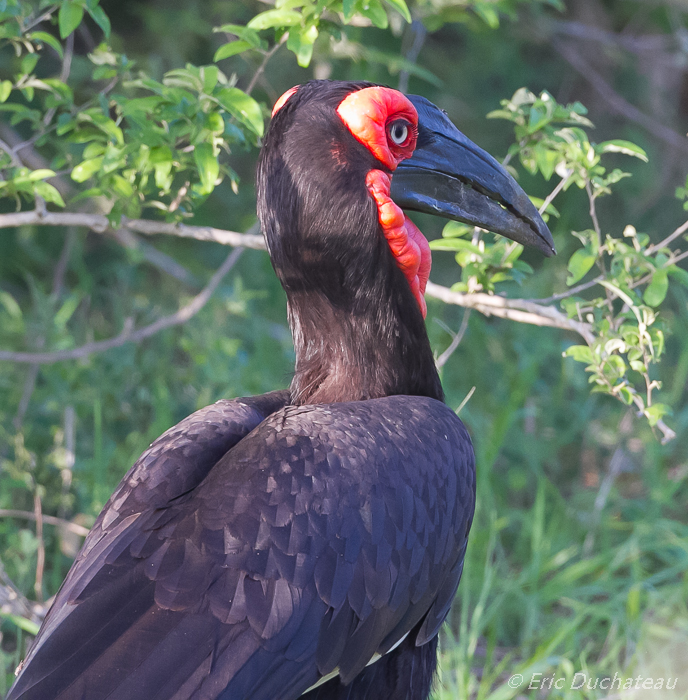 Bucorve du Sud (Southern Ground-hornbill)