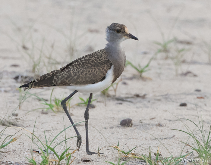 Vanneau terne (Senegal Lawing)