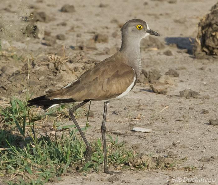 Vanneau terne (Senegal Lawing)