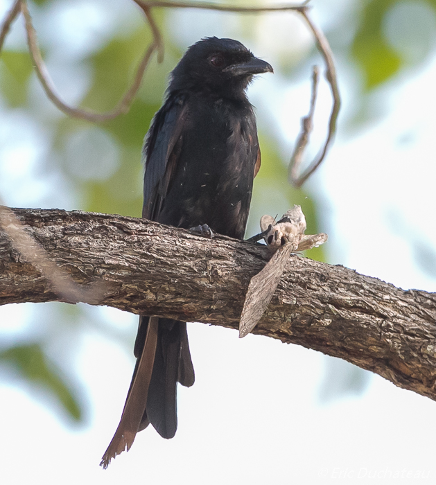 Drongo brillant (Fork-tailed Drongo)