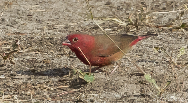 Amarante du Sénégal (Red-billed Firefinch)