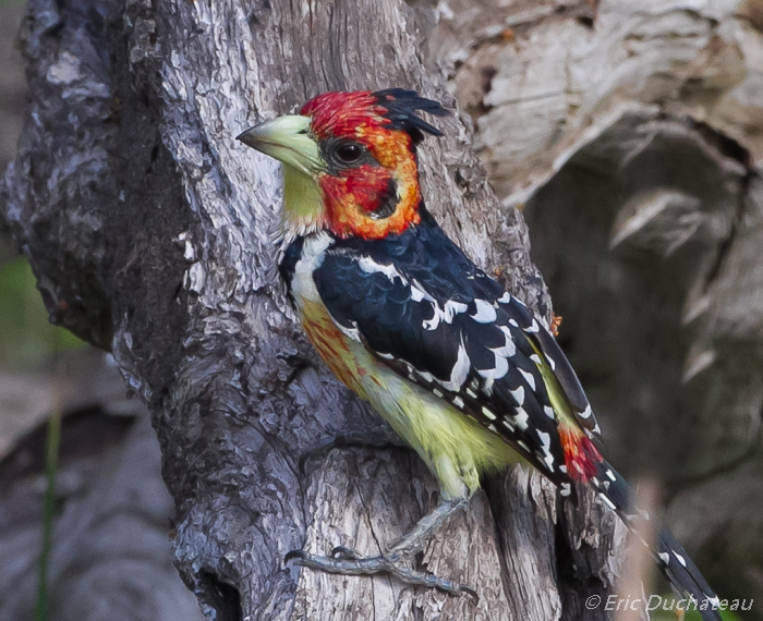 Barbican promépic (Crested Barbet)