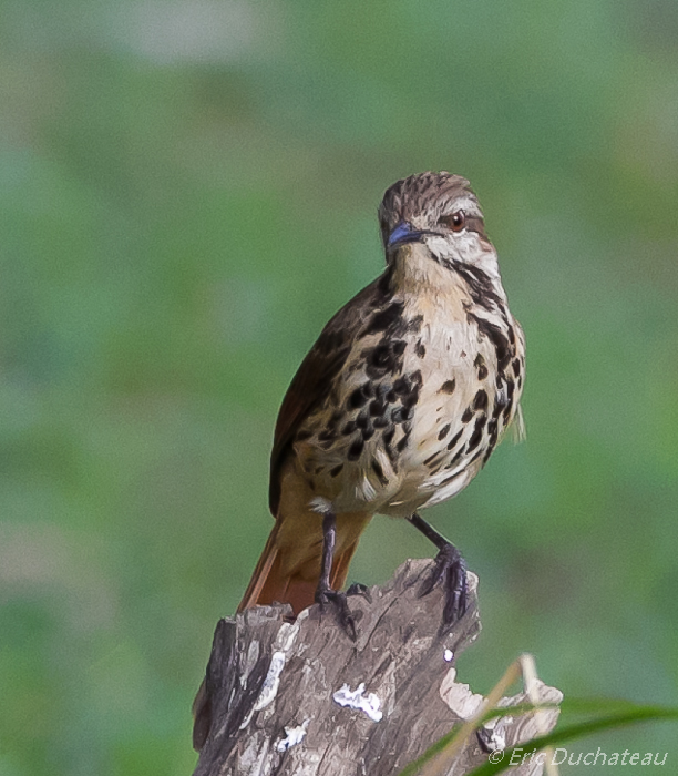 Cichladuse tachetée (Spotted Morning Thrush)