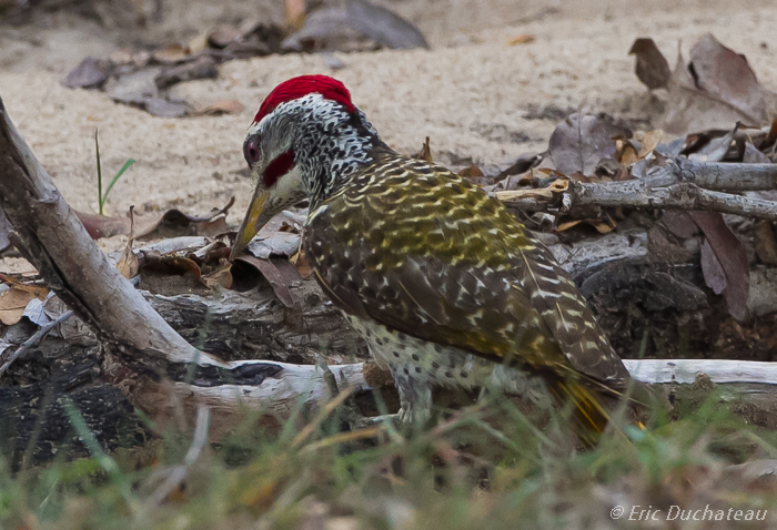 Pic de Reichenow (Speckle-throated Woodpecker)