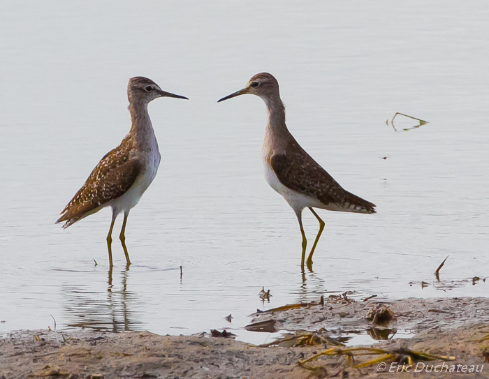 Chevaliers sylvains (Wood Sandpipers)