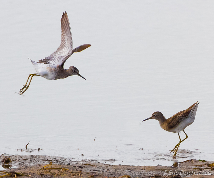 Chevaliers sylvains (Wood Sandpipers)