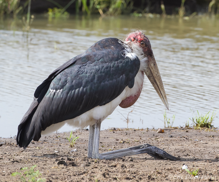 Marabout d'Afrique (Marabou Stork)