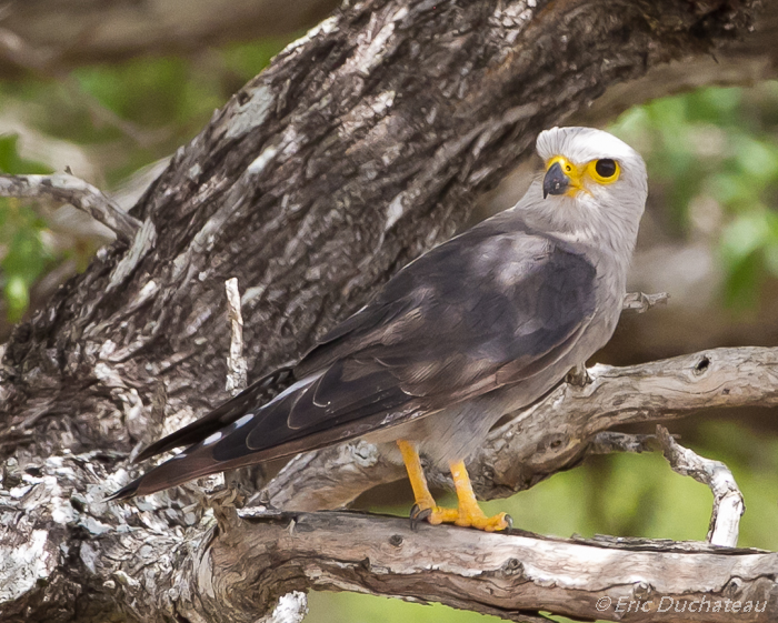 Faucon de Dickinson (Dickinson's Kestrel)