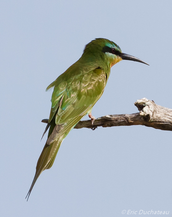 Guêpier de Perse (Blue-cheeked Bee-eater)