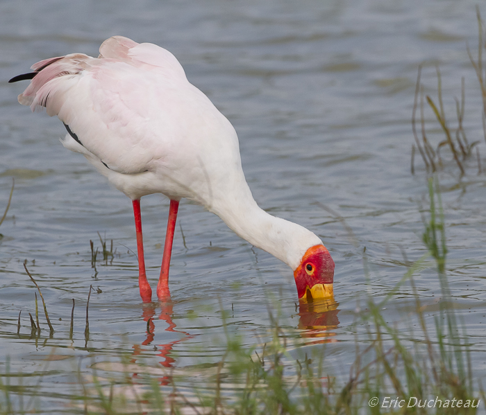 Tantale ibis (Yellow-billed Stork)