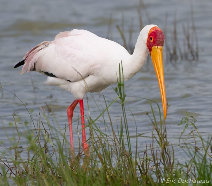 Tantale ibis (Yellow-billed Stork)