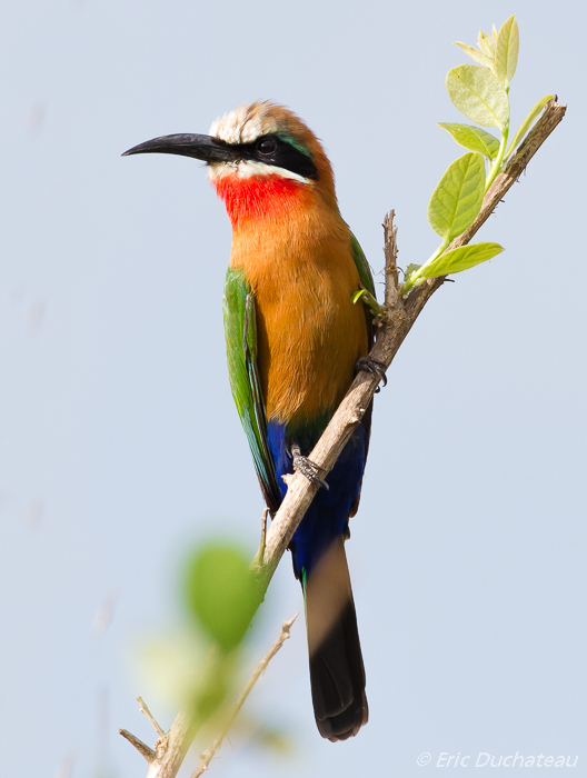 Guêpier à front blanc (White-fronted Bee-eater)