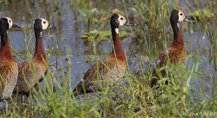 Dendrocygnes veufs (White-faced Whistling Ducks)