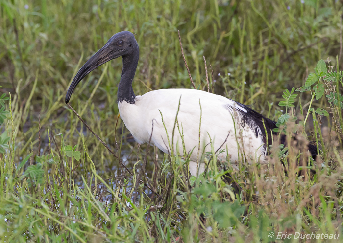 Ibis sacré (Sacred Ibis)