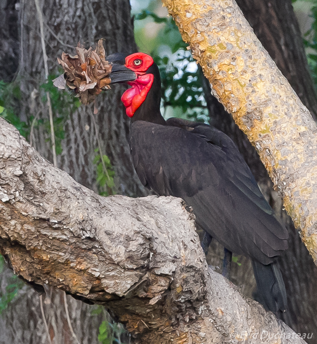 Bucorve du Sud (Southern Ground-hornbill)