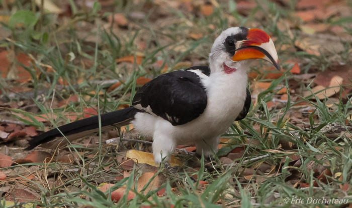 Calao de Decken (mâle) (Von der Decken's Hornbill)