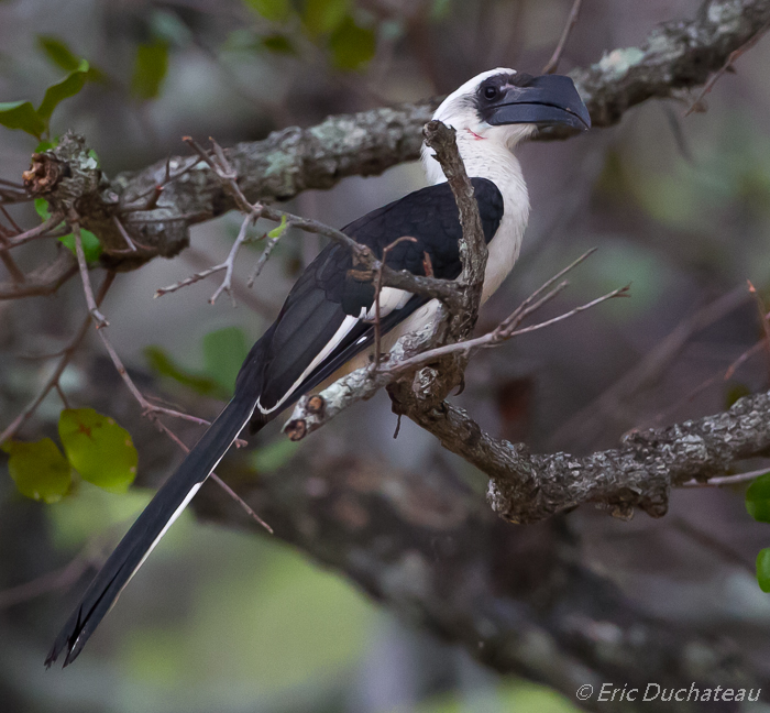 Calao de Decken (femelle) (Von der Decken's Hornbill)