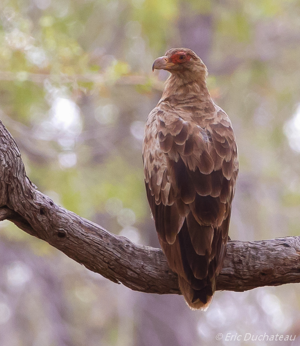 Palmiste africain (juvénile) (Palm-nut Vulture)