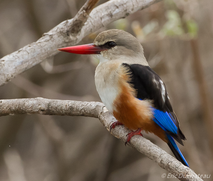 Martin-chasseur à tête grise (Grey-headed Kingfisher)