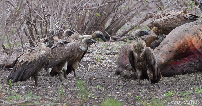 Vautours africains (African White-backed Vultures)