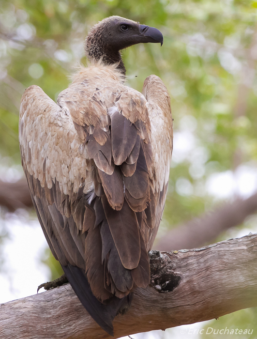 Vautour africain (African White-backed Vulture)