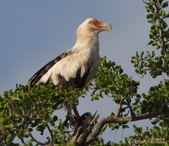 Palmiste africain (Palm-nut Vulture)