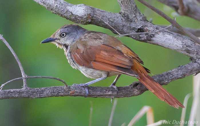 Cichladuse à collier (Collared Palm Thrush)