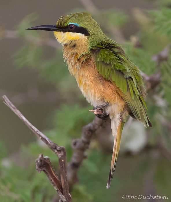 Guêpier nain (Little Bee-eater)