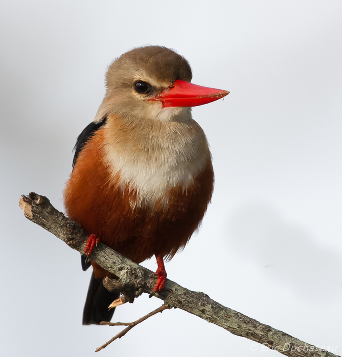 Martin-chasseur à tête grise (Grey-headed Kingfisher)