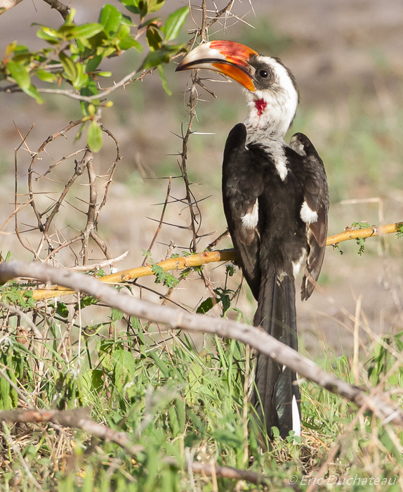 Calao de Decken (mâle) (Von der Decken's Hornbill)