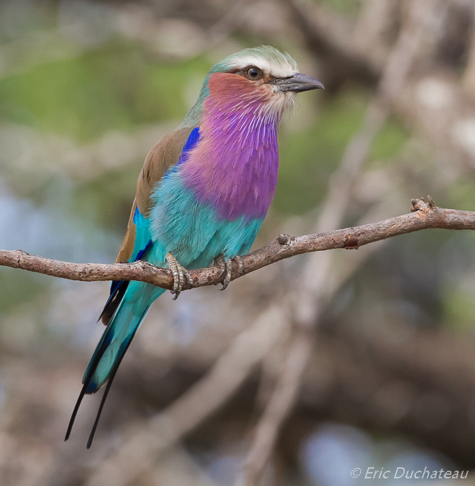 Rollier à longs brins (Lilac-breasted Roller)