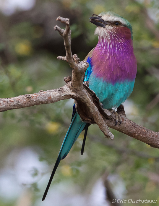 Rollier à longs brins (Lilac-breasted Roller)