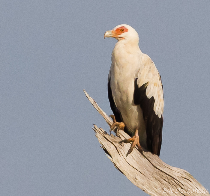 Palmiste africain (Palm-nut Vulture)