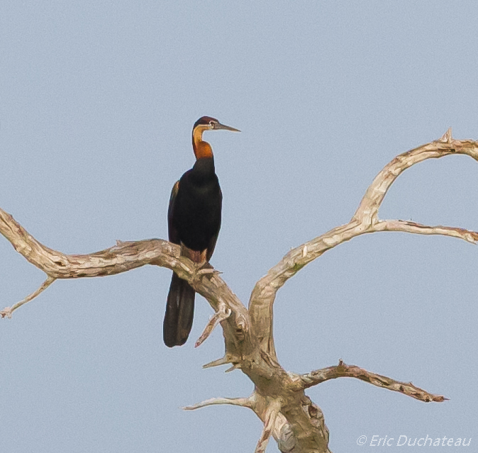 Anhinga d'Afrique (African Darter)