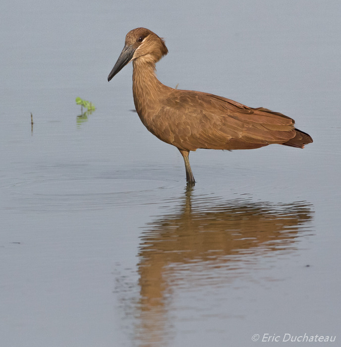 Ombrette africaine (Hamerkop)