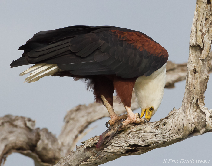 Pygargue vocifère ou Aigle pêcheur d'Afrique (African Fish Eagle)