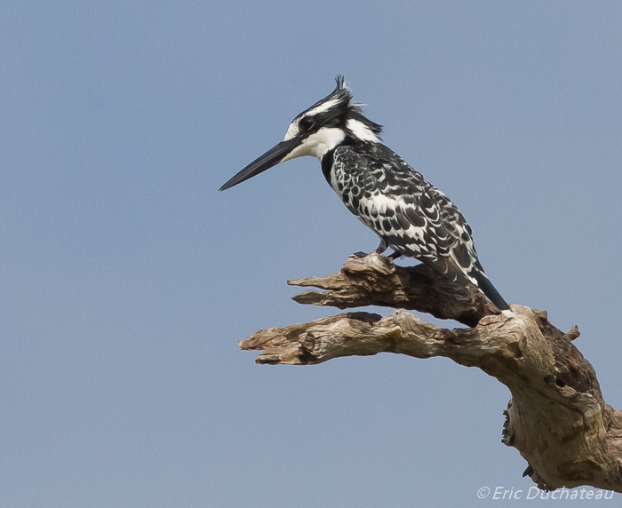 Martin-pêcheur pie (Pied Kingfisher)