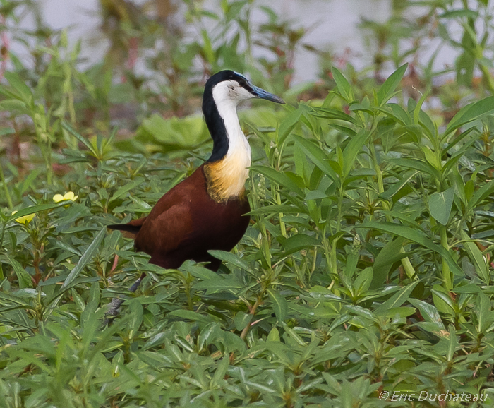 Jacana à poitrine dorée (African Jacana)