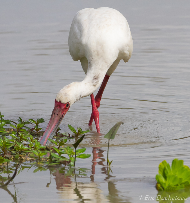 Spatule d'Afrique (African Spoonbill)