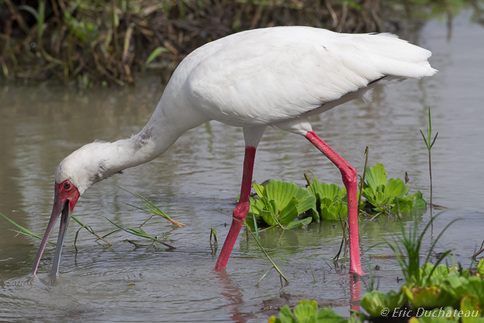 Spatule d'Afrique (African Spoonbill)